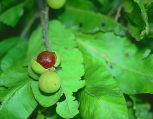 Pappea capensis - indigenous plant nursery